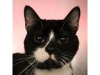 Adopt Benito a Domestic Short Hair