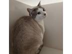 Adopt Ace a American Shorthair