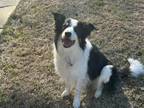 Adopt SCOOTER - COURTESY LISTING a Border Collie