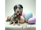 Claire Catahoula Leopard Dog Young Female