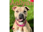 Aaliyah American Pit Bull Terrier Adult Female