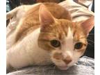 Lacie Domestic Shorthair Adult Female