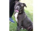 Adopt Hambone/Hammie a Pit Bull Terrier, Hound