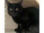 Adopt Salem a Domestic Short Hair