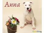 Anna Boxer Puppy Female