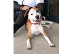 Adopt Roscoe B a Boxer