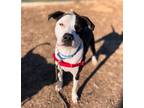 Adopt WINSTON a American Staffordshire Terrier