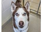 Adopt Axel a Siberian Husky, Mixed Breed