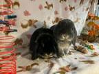 Adopt Simon and Danny a Holland Lop