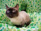 LIMA (CAT 5) Siamese Adult Female