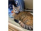 Calrose Domestic Shorthair Adult Female