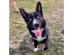 Adopt Zeus a Black Labrador Retriever, Husky