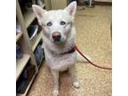 Adopt Patrick a Husky