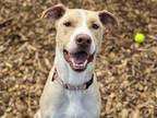 Adopt MILO a Labrador Retriever, Pit Bull Terrier