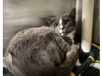 Fernando Domestic Shorthair Kitten Male