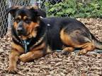 Adopt CUBS a Rottweiler, Mastiff