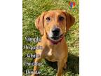 Simply Organic White Cheddar Dorito Redbone Coonhound Young Female