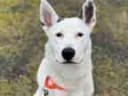 Adopt SNOOPY a Australian Cattle Dog / Blue Heeler, Mixed Breed