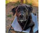 Adopt Oakley a Black Labrador Retriever, Mixed Breed