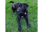 Adopt Oakley a Black Labrador Retriever, Mixed Breed