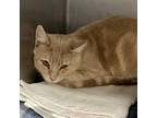 Adopt Apricot a Domestic Short Hair