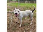 Zadia American Bulldog Adult Female