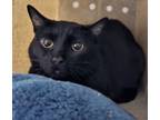 Adopt Binx - Barn Cat a Domestic Short Hair