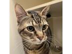 Adopt Jack a Domestic Short Hair