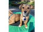 Adopt Jamie - So adorable! a Mixed Breed