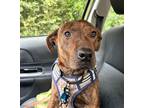 Adopt Dudley - Amazing Friend a Mixed Breed