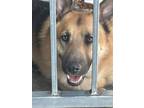 Titus German Shepherd Dog Adult Male