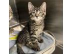 Adopt Darwin a Domestic Short Hair