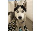 Adopt REMMEL a Siberian Husky