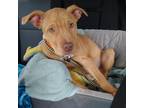 Adopt Don Julio a Pit Bull Terrier, Mixed Breed