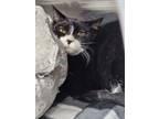 Adopt Geronimo a Domestic Short Hair