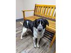 Adopt Styx a Border Collie, Mixed Breed