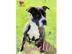 Louella American Pit Bull Terrier Adult Female