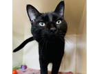 Adopt Spook a Domestic Short Hair