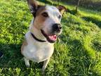 Adopt Gusto a Cattle Dog, Mixed Breed