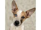 Adopt Noodle a Cattle Dog