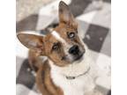 Adopt Doodle a Cattle Dog