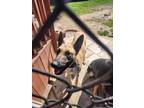 Adopt Fredrick (Loki) a Belgian Shepherd / Malinois