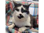 Adopt Mufasa a Domestic Short Hair