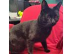 Adopt Whammy a Domestic Short Hair