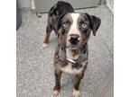 Adopt Buster a Australian Shepherd