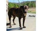 Morley Mixed Breed (Medium) Adult Male