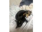 Guava Domestic Shorthair Young Female