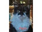 Pepin Domestic Longhair Kitten Female