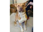 Adopt Deuce a Pit Bull Terrier, Mixed Breed