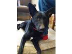 Adopt Axle a Belgian Shepherd / Malinois, Shepherd